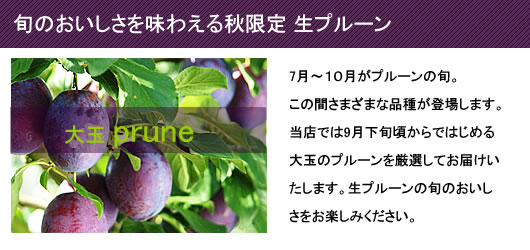 大玉プルーンプレジデント 山形県産完熟プルーン 有機質栽培農法研究会 山形青果出荷組合