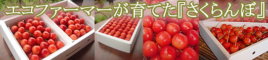 山形さくらんぼ 佐藤錦 高級大粒さくらんぼ