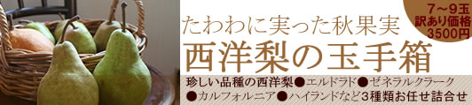 高級西洋梨
