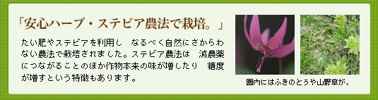 �L�@�엿�ō͔|���������������t�����X