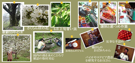 さくらんぼ農園取材