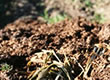 有機質肥料で土やわらか