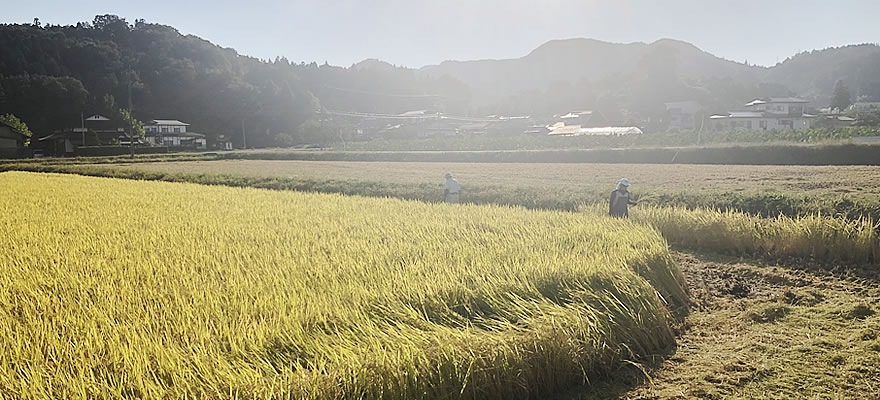 米稲刈り４