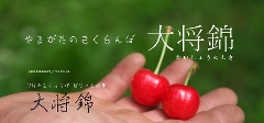 ���i�ԍ�31�y�叫�с@�����Ή��z�������ڑ叫�тQL�ȏ�1kg�R�`�Y