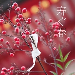 �V�t��0c�s���I�t���`�F�g���`32�ʁi���Y���j�R�`����R�Y �嗱�SL�ȏ�