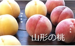 山形の桃（黄桃　白桃） ８月下旬〜１０月上旬